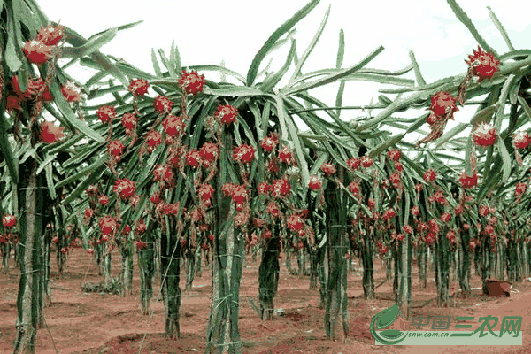 种植火龙果不甜怎么办？怎样种植增甜？对生长环境有什么要求？